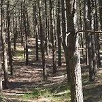 La Dans Les Pins