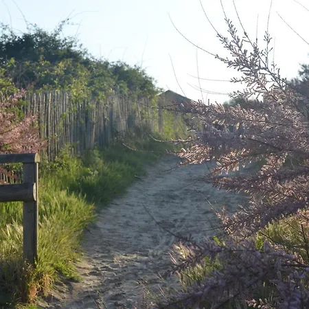 La Dans Les Pins Quend